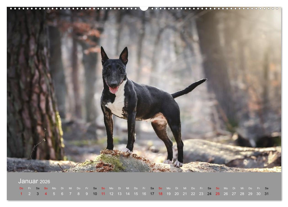 Bullterrier - charmante Herzensbrecher (CALVENDO Wandkalender 2026)