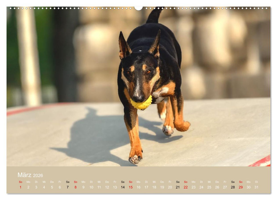 Bullterrier - charmante Herzensbrecher (CALVENDO Wandkalender 2026)