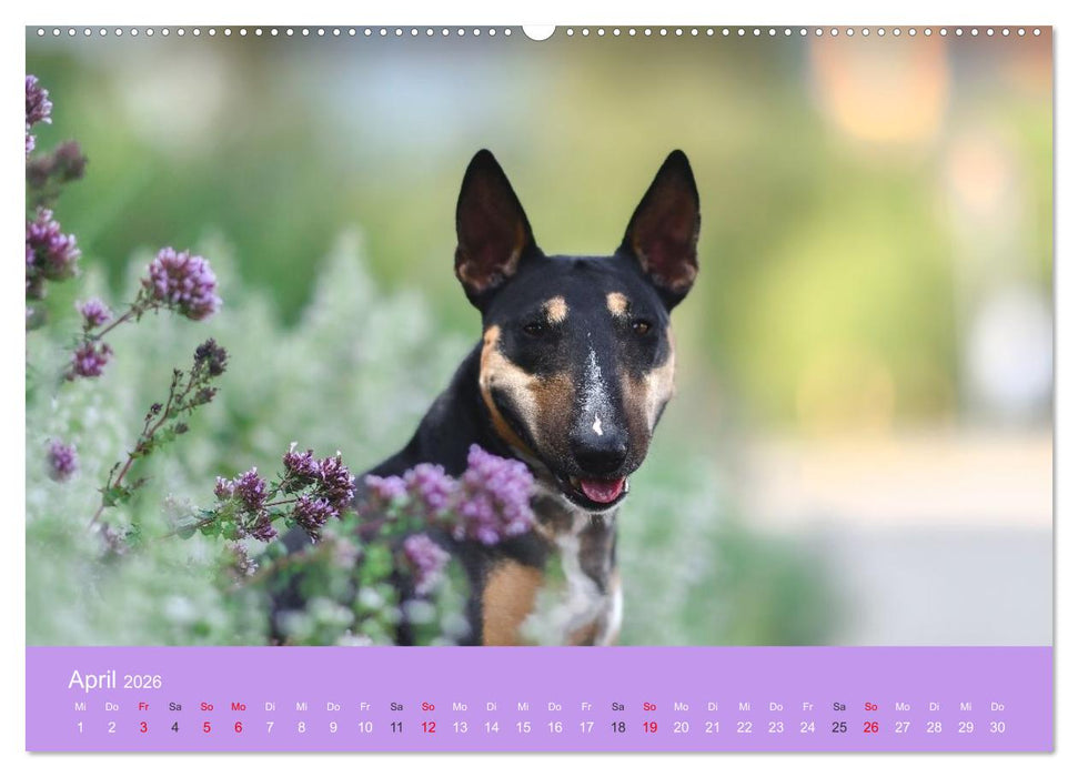 Bullterrier - charmante Herzensbrecher (CALVENDO Wandkalender 2026)