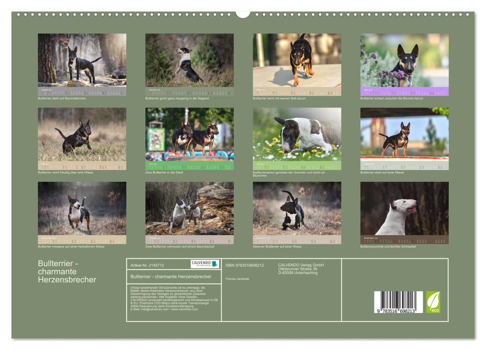 Bullterrier - charmante Herzensbrecher (CALVENDO Premium Wandkalender 2026)