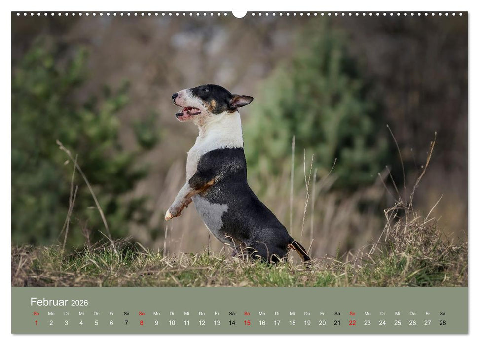 Bullterrier - charmante Herzensbrecher (CALVENDO Premium Wandkalender 2026)