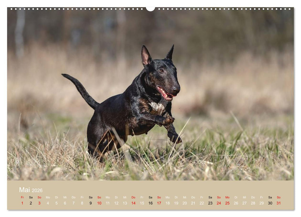 Bullterrier - charmante Herzensbrecher (CALVENDO Premium Wandkalender 2026)