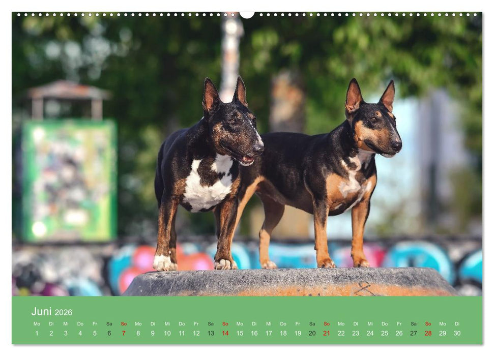 Bullterrier - charmante Herzensbrecher (CALVENDO Premium Wandkalender 2026)