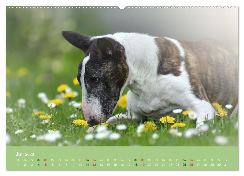 Bullterrier - charmante Herzensbrecher (CALVENDO Premium Wandkalender 2026)