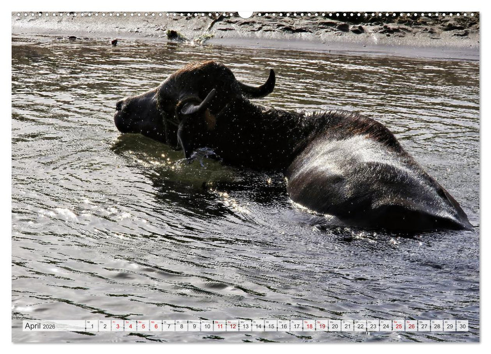 Nordafrika Schönheit der Kontraste - Mythos und Magie (CALVENDO Premium Wandkalender 2026)