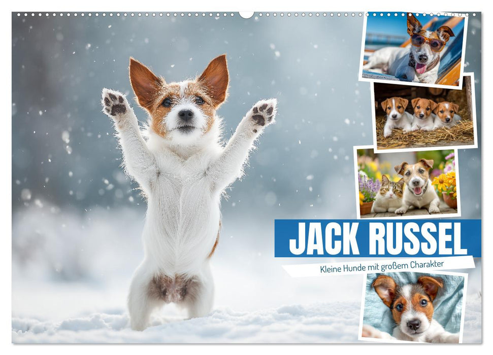 JACK RUSSEL - Kleine Hunde mit großem Charakter (CALVENDO Wandkalender 2026)