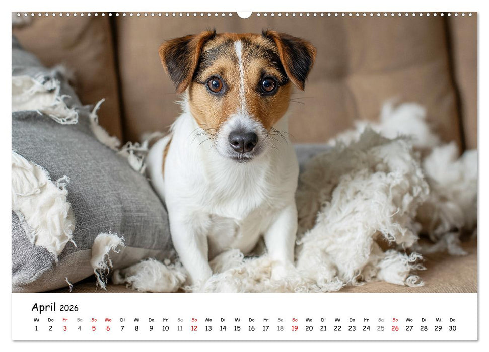 JACK RUSSEL - Kleine Hunde mit großem Charakter (CALVENDO Wandkalender 2026)