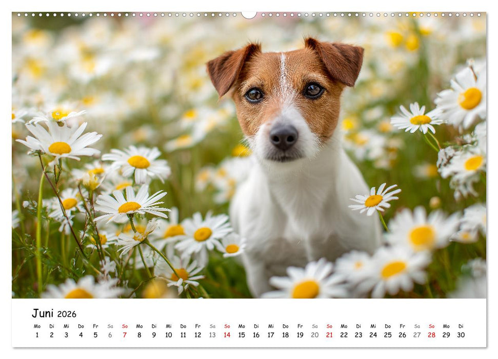 JACK RUSSEL - Kleine Hunde mit großem Charakter (CALVENDO Wandkalender 2026)