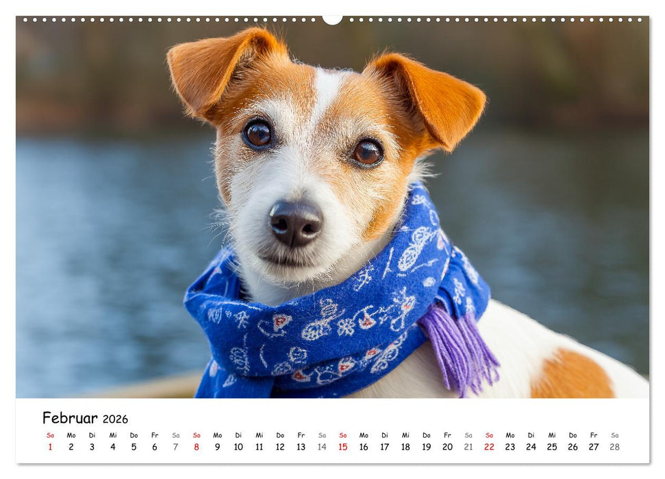 JACK RUSSEL - Kleine Hunde mit großem Charakter (CALVENDO Premium Wandkalender 2026)