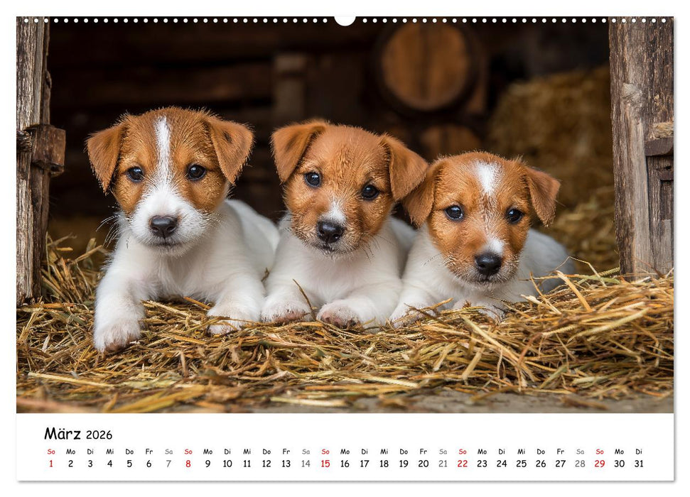 JACK RUSSEL - Kleine Hunde mit großem Charakter (CALVENDO Premium Wandkalender 2026)