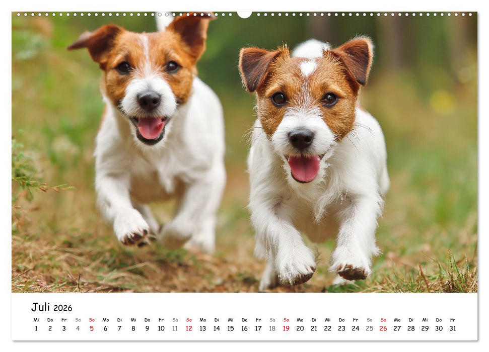 JACK RUSSEL - Kleine Hunde mit großem Charakter (CALVENDO Premium Wandkalender 2026)