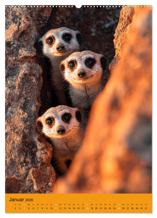 Die Erdmännchen Familie - Kalender der niedlichen Tiere (CALVENDO Wandkalender 2026)