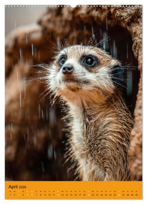 Die Erdmännchen Familie - Kalender der niedlichen Tiere (CALVENDO Wandkalender 2026)