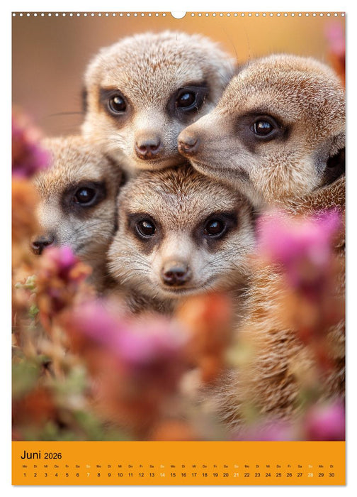 Die Erdmännchen Familie - Kalender der niedlichen Tiere (CALVENDO Wandkalender 2026)