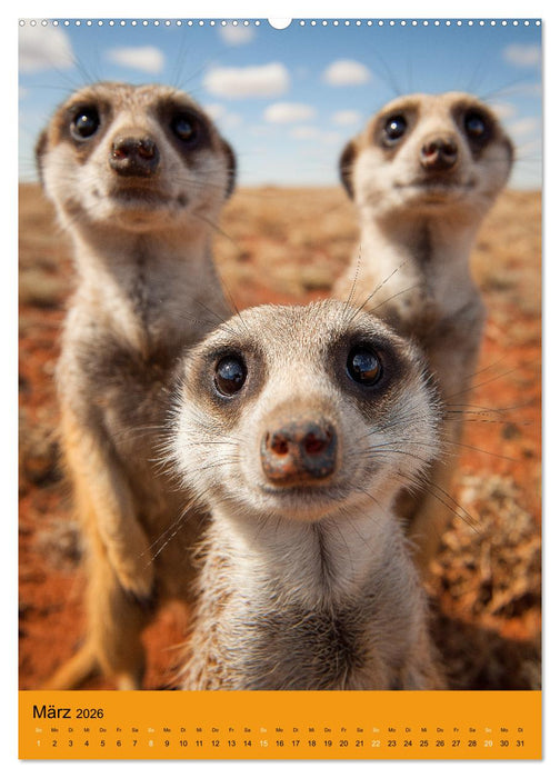 Die Erdmännchen Familie - Kalender der niedlichen Tiere (CALVENDO Premium Wandkalender 2026)