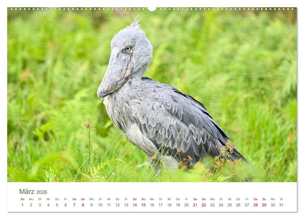 Tierwelten UGANDA (CALVENDO Wandkalender 2026)