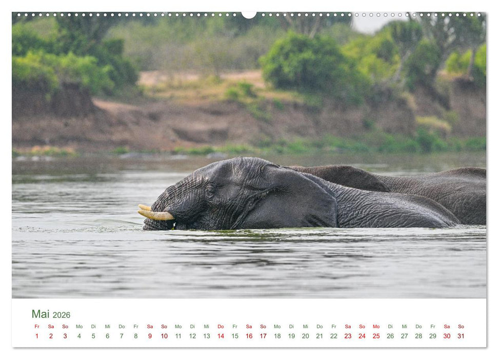 Tierwelten UGANDA (CALVENDO Wandkalender 2026)