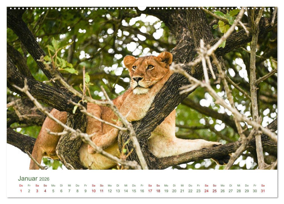 Tierwelten UGANDA (CALVENDO Premium Wandkalender 2026)
