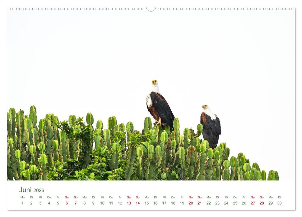 Tierwelten UGANDA (CALVENDO Premium Wandkalender 2026)