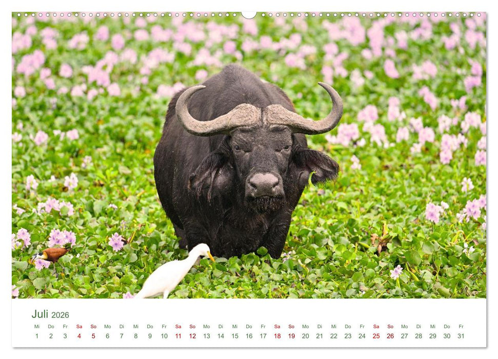Tierwelten UGANDA (CALVENDO Premium Wandkalender 2026)