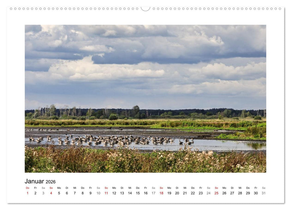 Steinhuder Meer Impressionen (CALVENDO Wandkalender 2026)