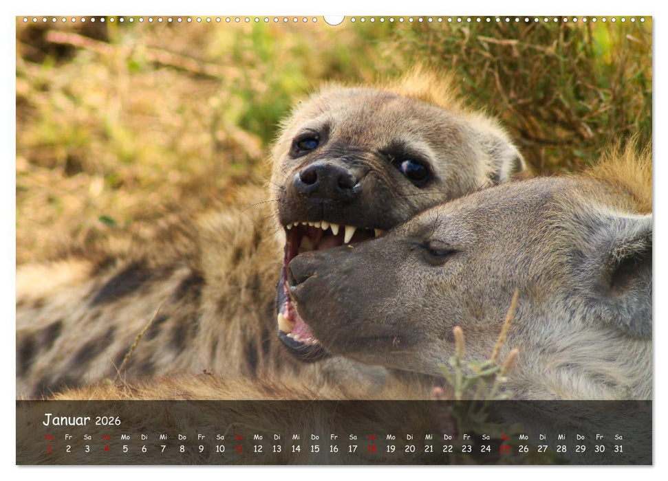 Wildes Ostafrika - Tansania und Kenia hautnah (CALVENDO Premium Wandkalender 2026)