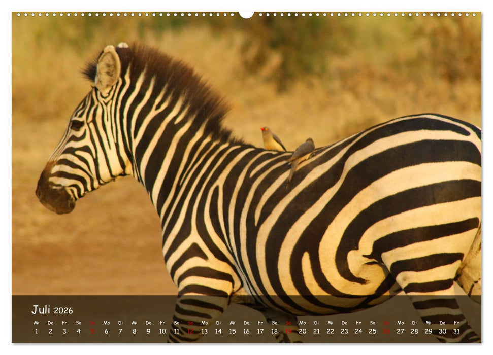 Wildes Ostafrika - Tansania und Kenia hautnah (CALVENDO Premium Wandkalender 2026)