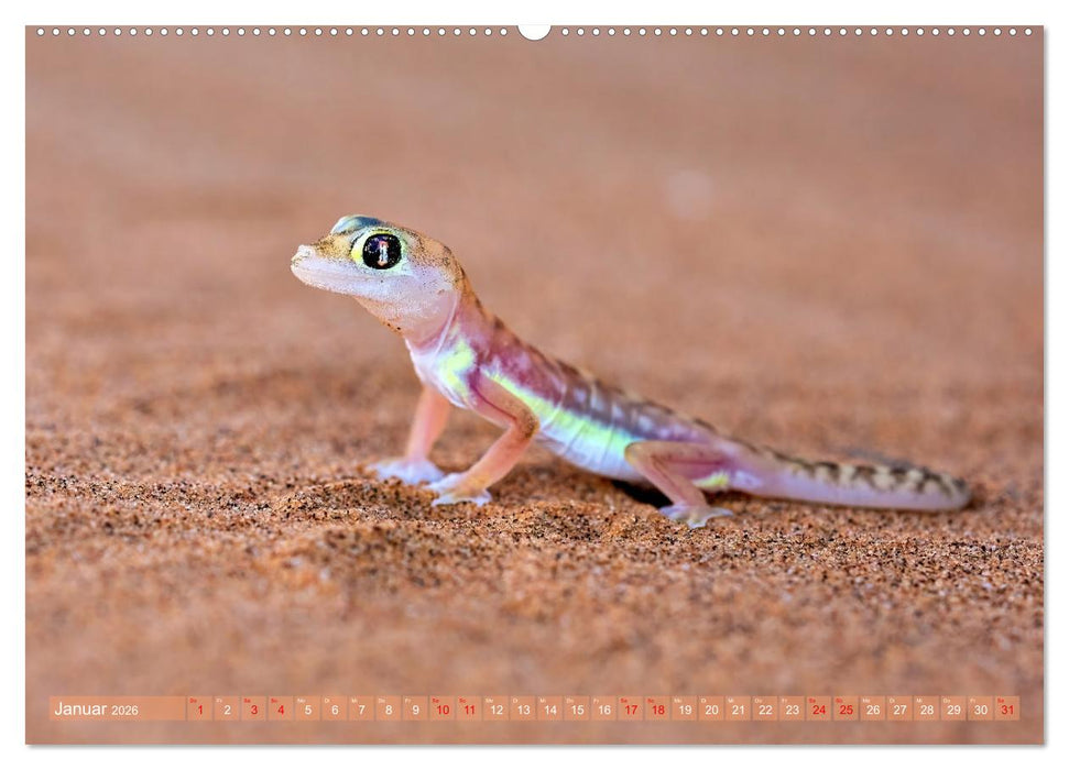 Namibias faszinierende Tierwelt (CALVENDO Wandkalender 2026)