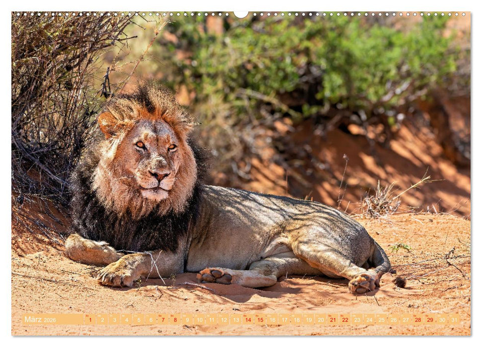 Namibias faszinierende Tierwelt (CALVENDO Wandkalender 2026)