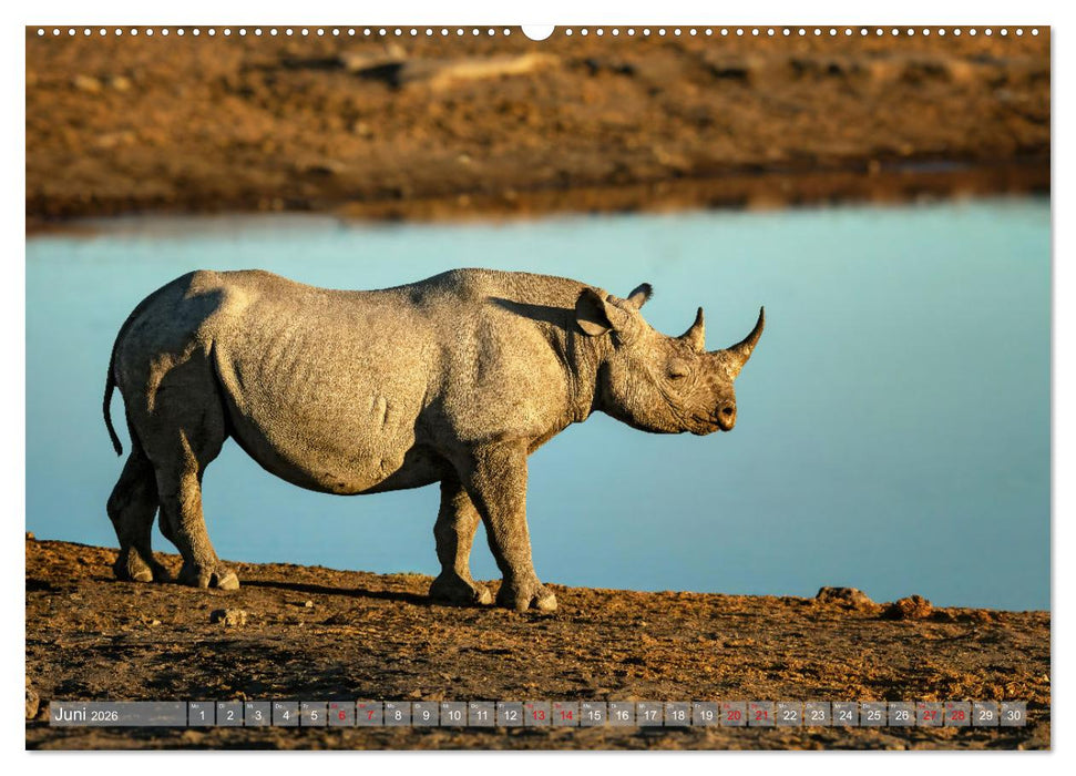 Namibias faszinierende Tierwelt (CALVENDO Wandkalender 2026)