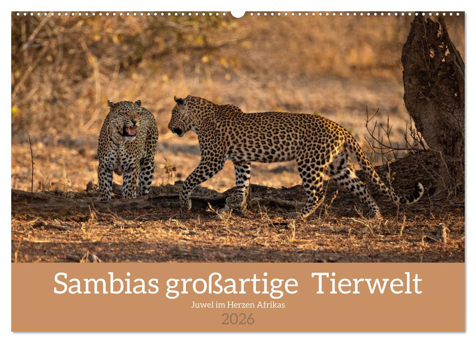 Sambias großartige Tierwelt (CALVENDO Wandkalender 2026)