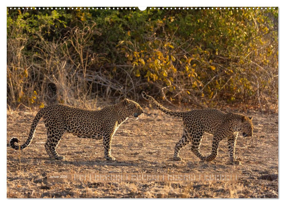 Sambias großartige Tierwelt (CALVENDO Wandkalender 2026)