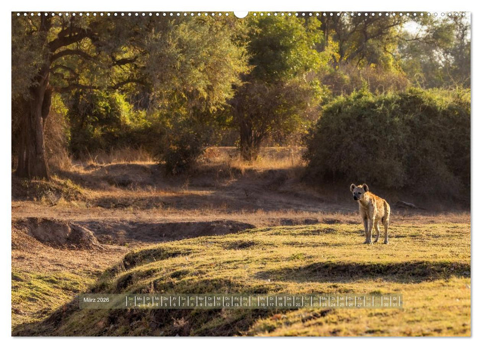 Sambias großartige Tierwelt (CALVENDO Wandkalender 2026)
