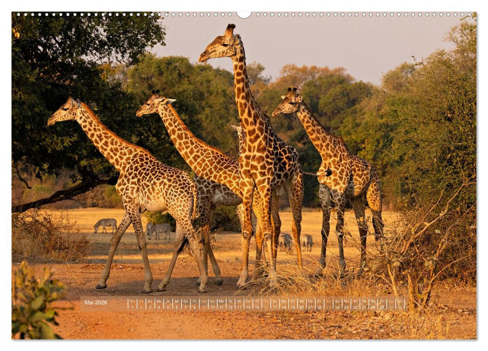 Sambias großartige Tierwelt (CALVENDO Wandkalender 2026)