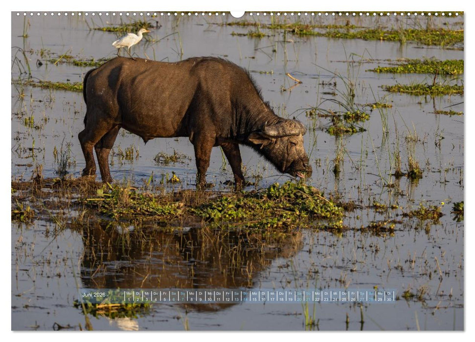 Sambias großartige Tierwelt (CALVENDO Wandkalender 2026)