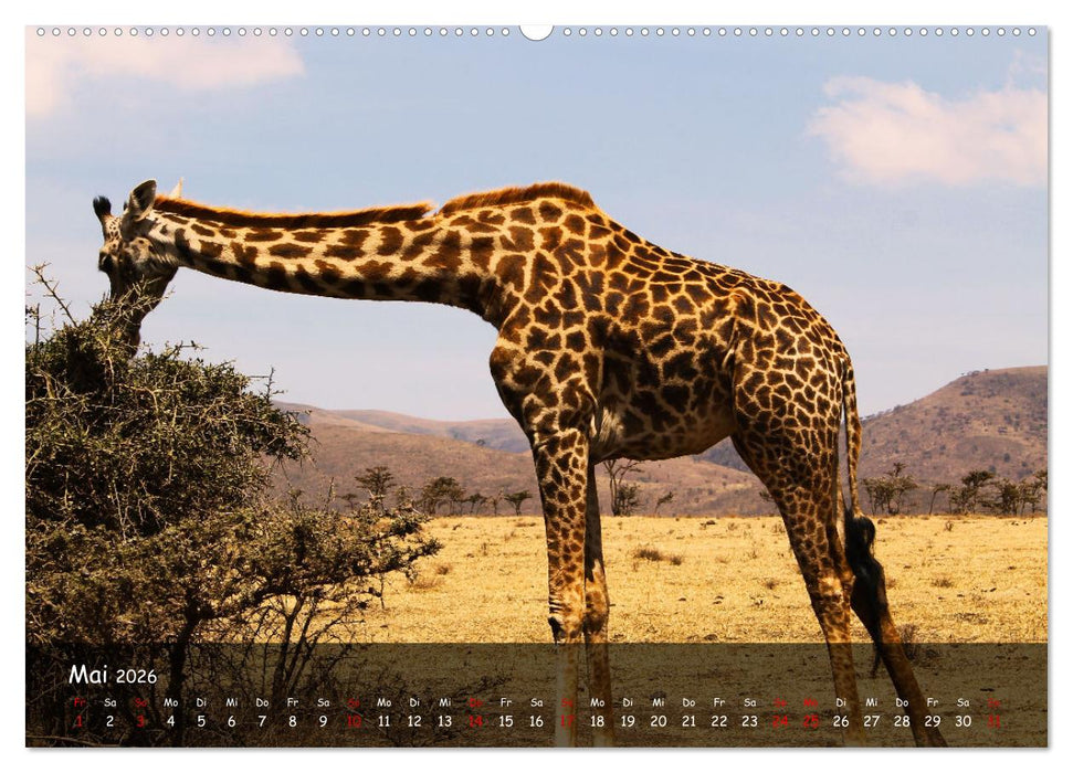 Wildes Ostafrika - Tansania und Kenia hautnah (CALVENDO Wandkalender 2026)