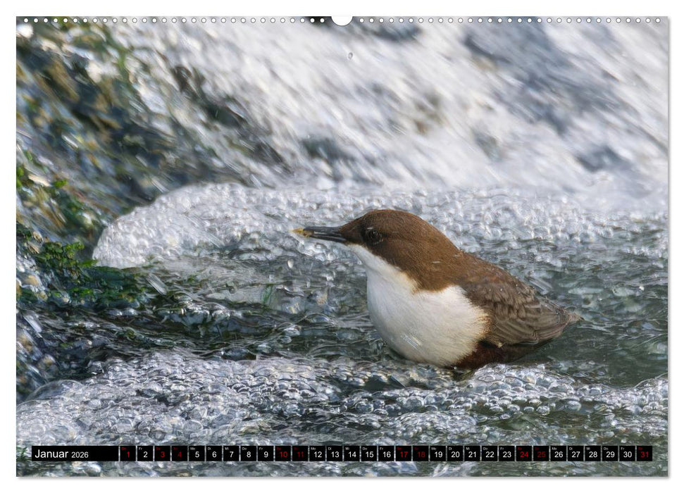 Wildtiere des Paderborner Landes (CALVENDO Wandkalender 2026)