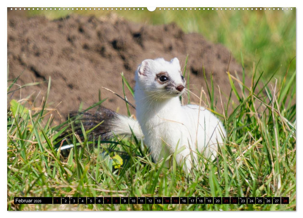 Wildtiere des Paderborner Landes (CALVENDO Wandkalender 2026)