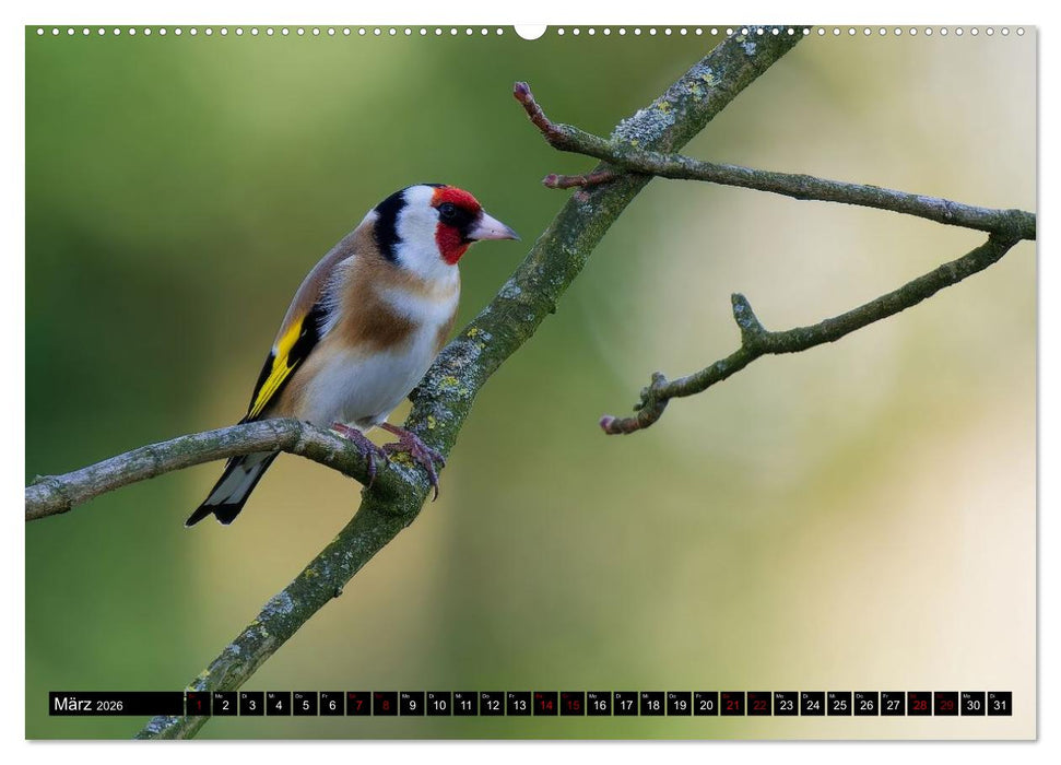 Wildtiere des Paderborner Landes (CALVENDO Wandkalender 2026)