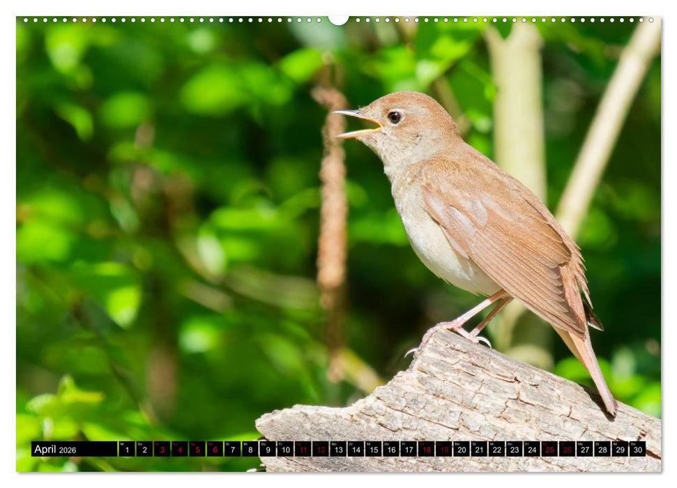 Wildtiere des Paderborner Landes (CALVENDO Wandkalender 2026)