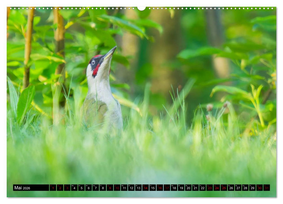 Wildtiere des Paderborner Landes (CALVENDO Wandkalender 2026)