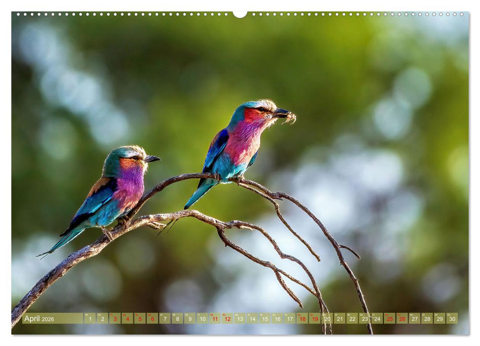 Namibias faszinierende Tierwelt (CALVENDO Premium Wandkalender 2026)