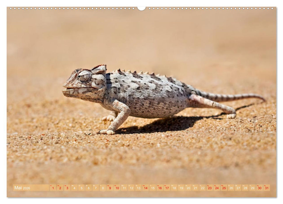 Namibias faszinierende Tierwelt (CALVENDO Premium Wandkalender 2026)