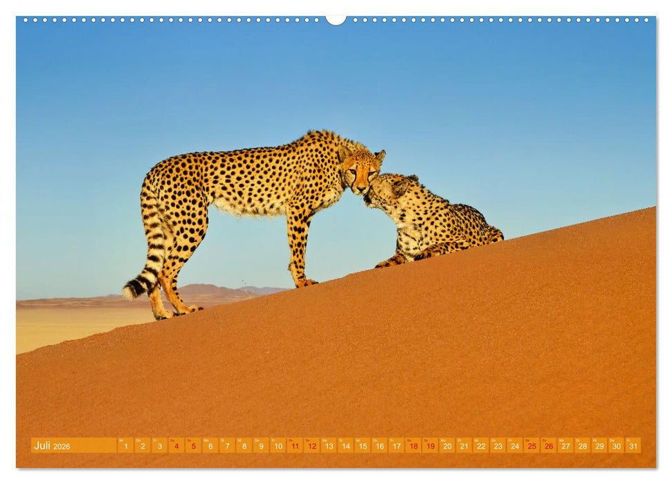 Namibias faszinierende Tierwelt (CALVENDO Premium Wandkalender 2026)