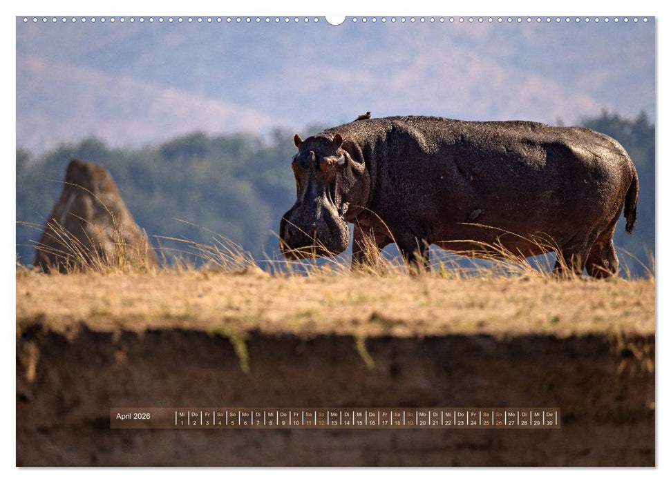 Sambias großartige Tierwelt (CALVENDO Premium Wandkalender 2026)