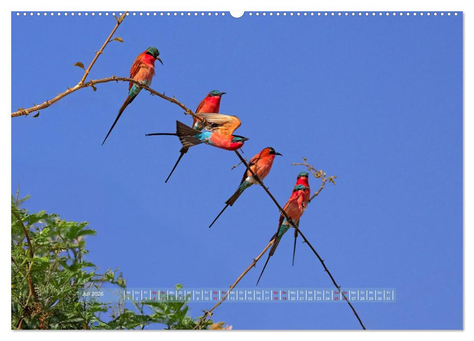 Sambias großartige Tierwelt (CALVENDO Premium Wandkalender 2026)