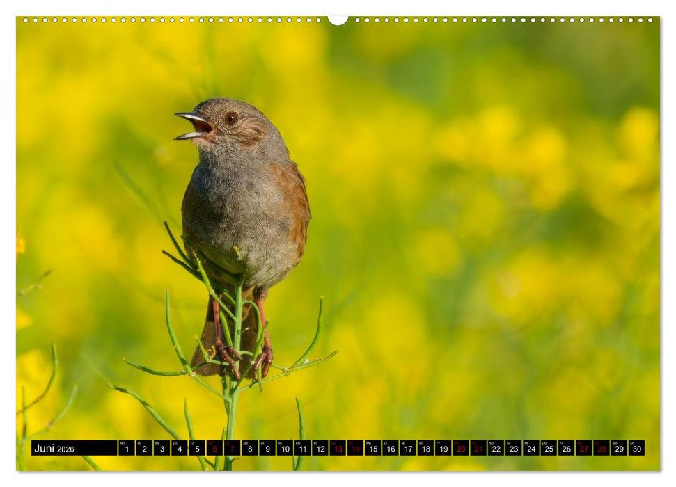 Wildtiere des Paderborner Landes (CALVENDO Premium Wandkalender 2026)