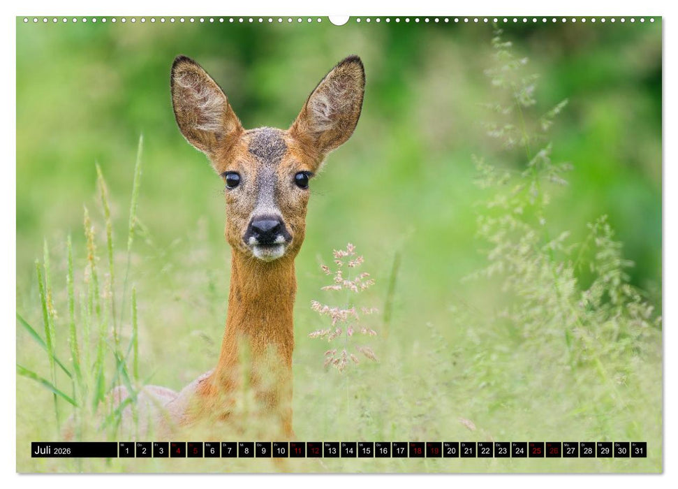 Wildtiere des Paderborner Landes (CALVENDO Premium Wandkalender 2026)