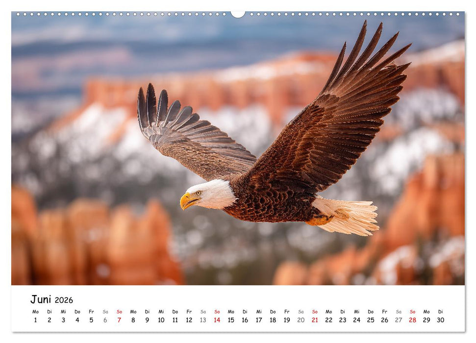 Majestätische Weißkopfseeadler - Der König der Lüfte (CALVENDO Premium Wandkalender 2026)