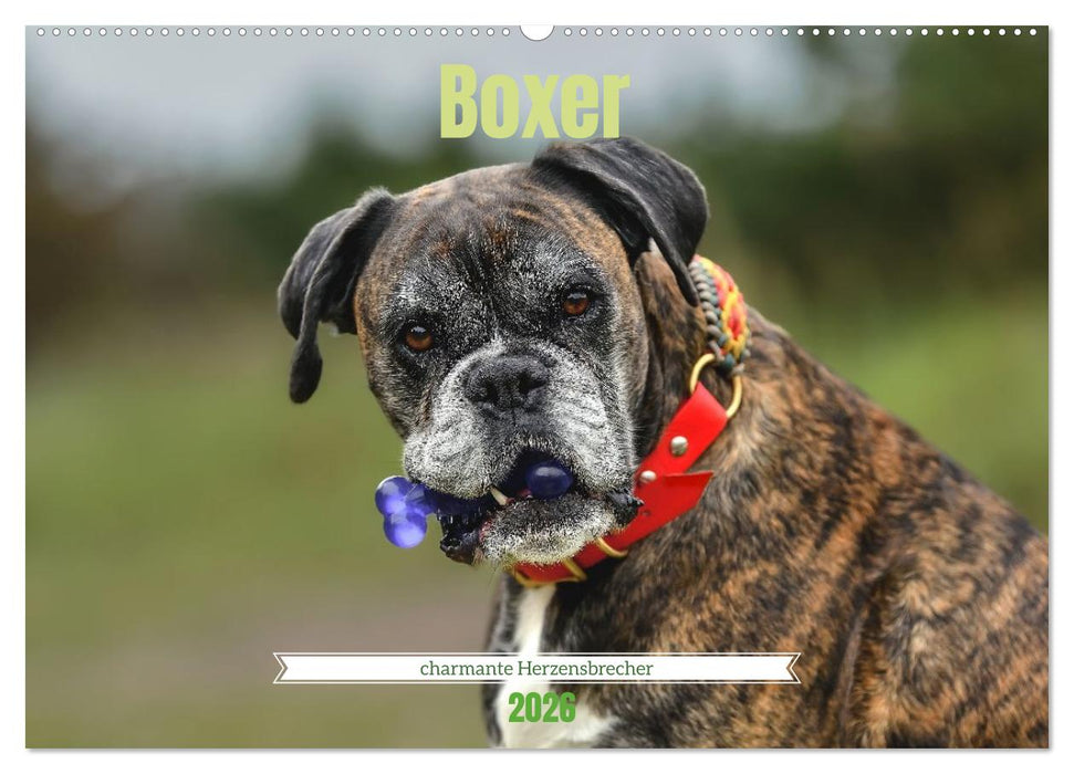 Boxer - charmante Herzensbrecher (CALVENDO Wandkalender 2026)